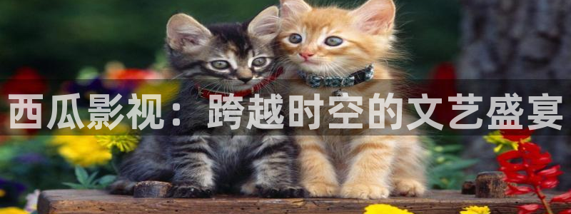 八戒韩国影视